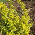 Euonymus fortunei 'Sunshine' P1A statue
